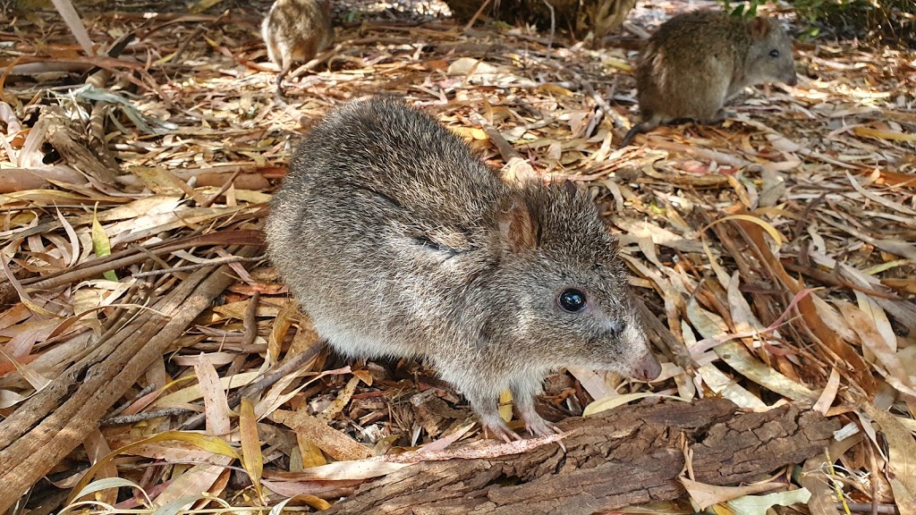 Cleland Wildlife Park - Foto 1