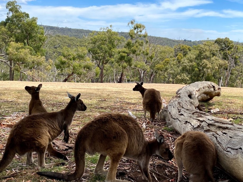 Cleland Wildlife Park - Foto 5