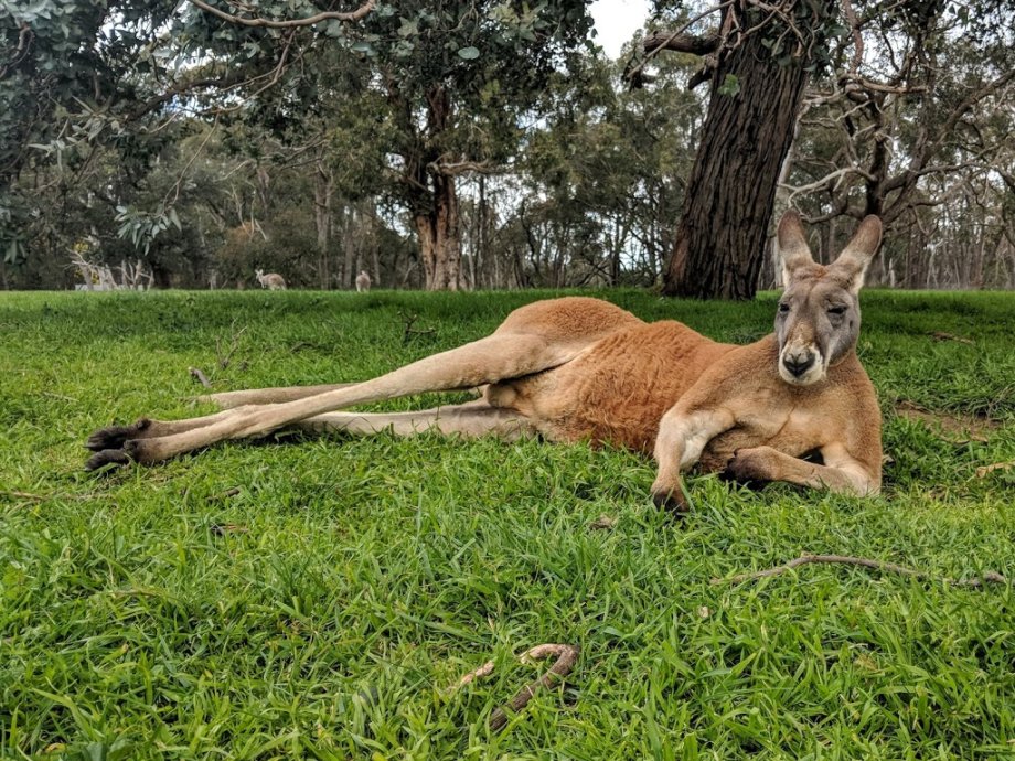 Cleland Wildlife Park - Foto 6