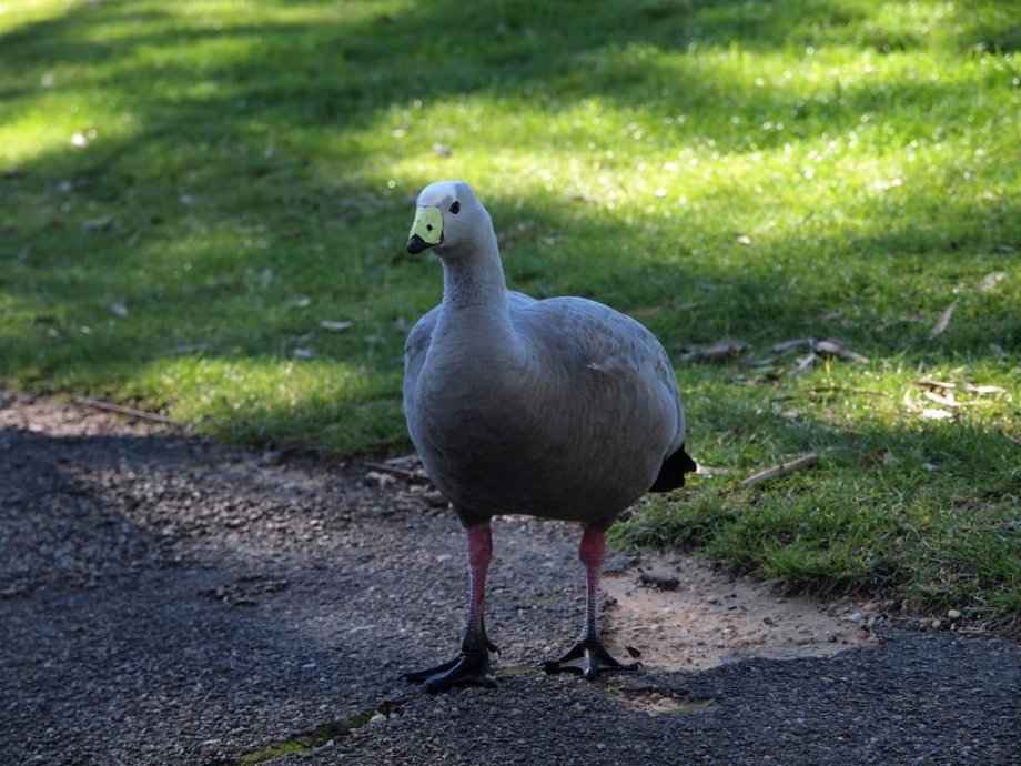 Cleland Wildlife Park - Foto 10