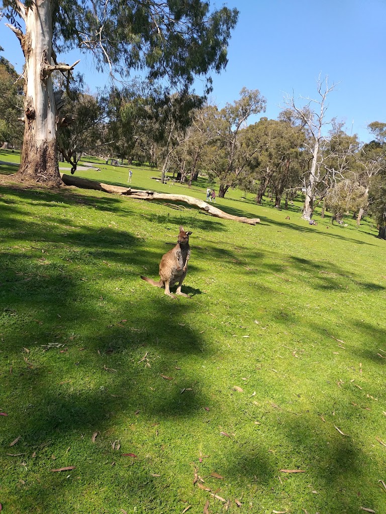 Cleland Wildlife Park - Foto 11