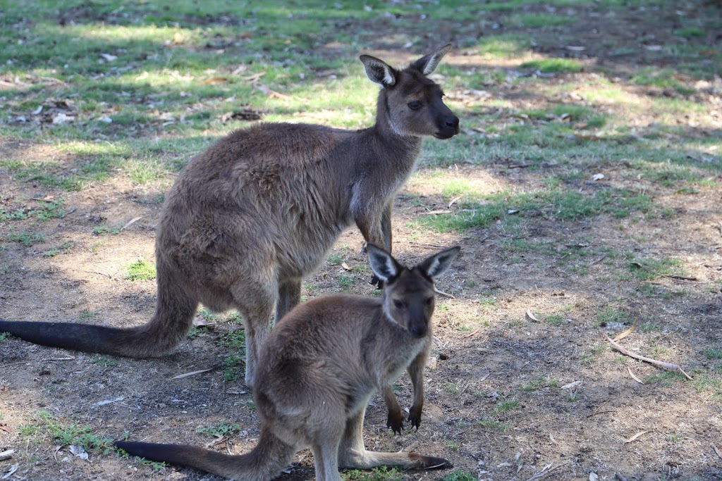 Cleland Wildlife Park - Foto 1