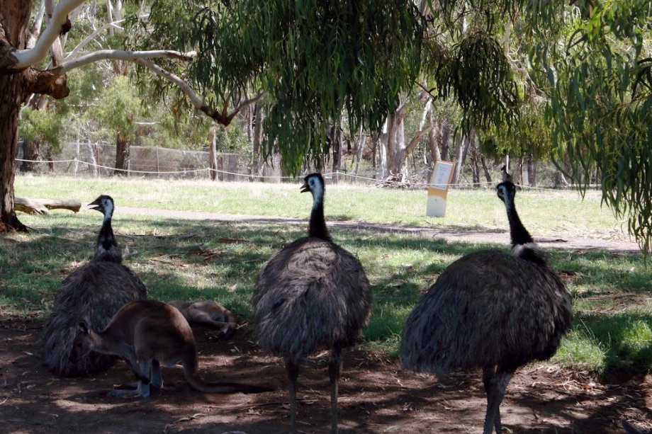 Cleland Wildlife Park - Foto 13