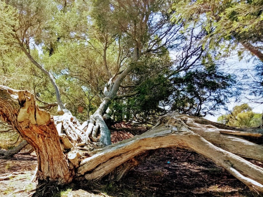 Highett Reserve - Foto 2