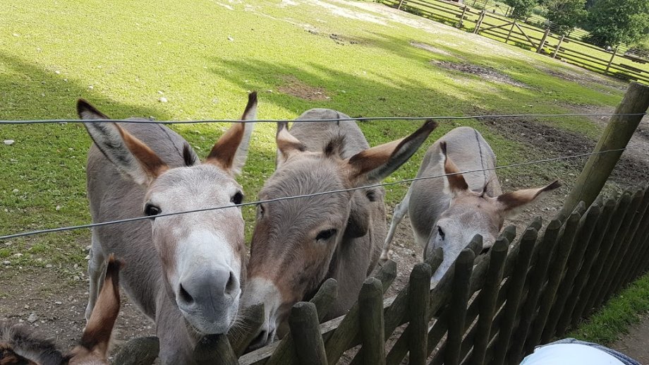 Wildpark Poing - Foto 2