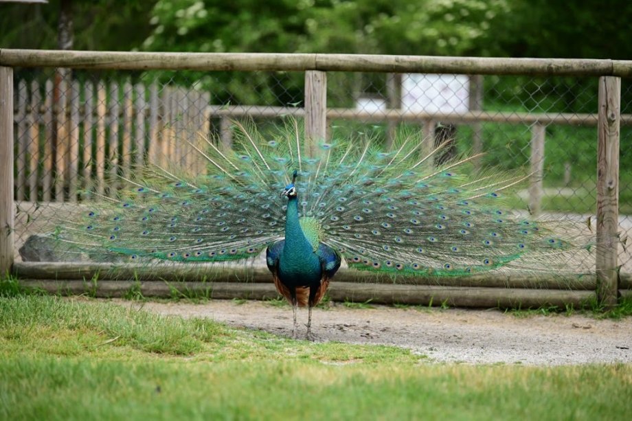 Wildpark Poing - Foto 3