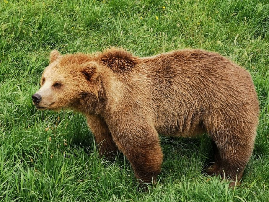 Wildpark Poing - Foto 4