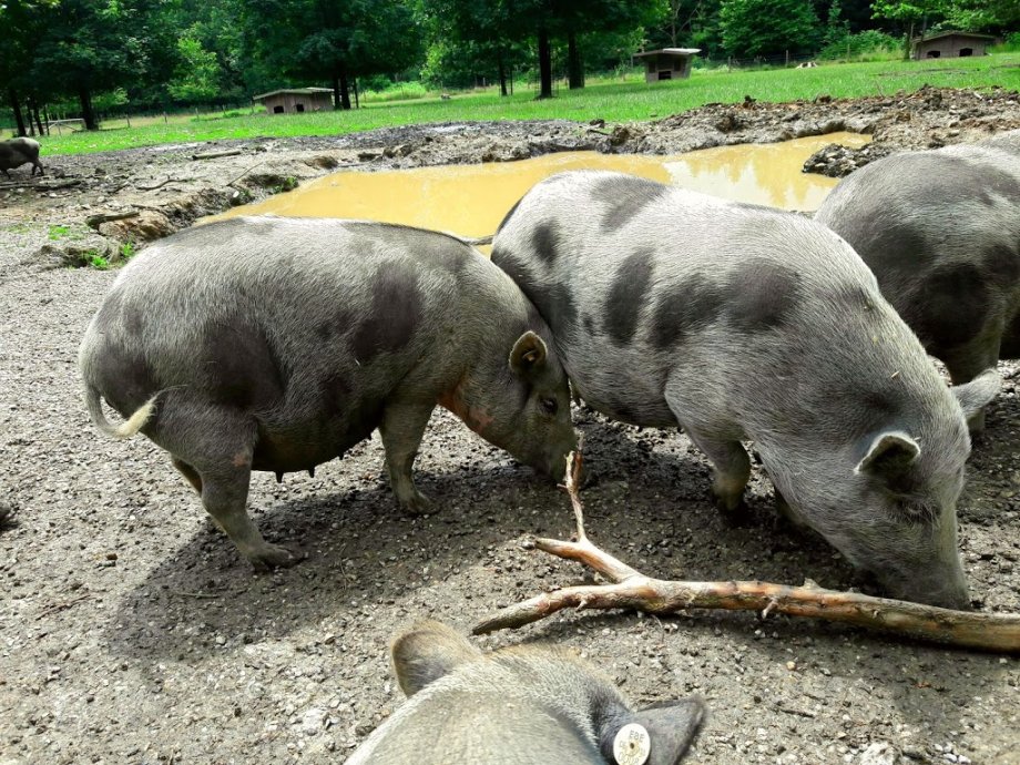 Wildpark Poing - Foto 6