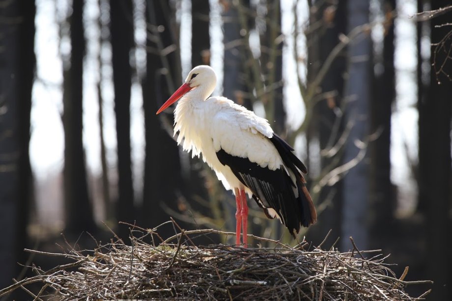 Wildpark Poing - Foto 9