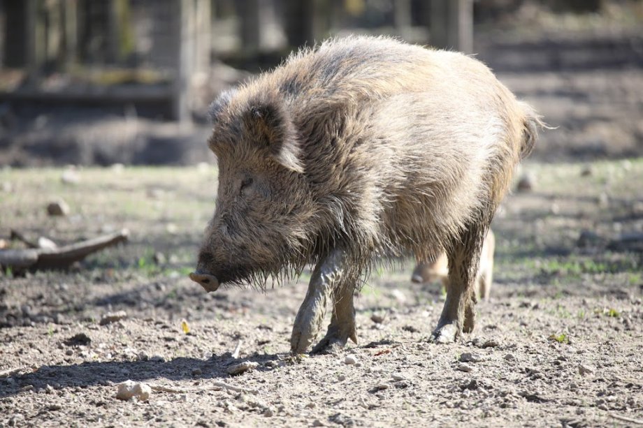 Wildpark Poing - Foto 10