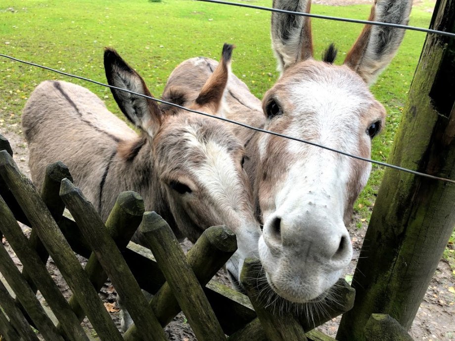 Wildpark Poing - Foto 11