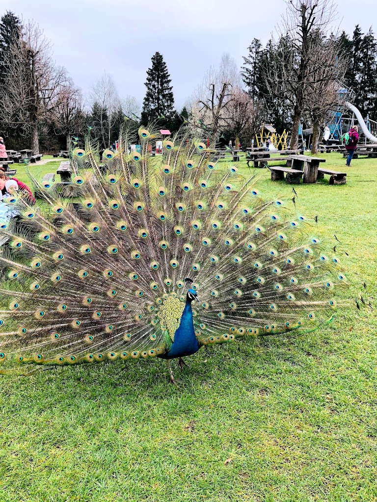 Wildpark Poing - Foto 12