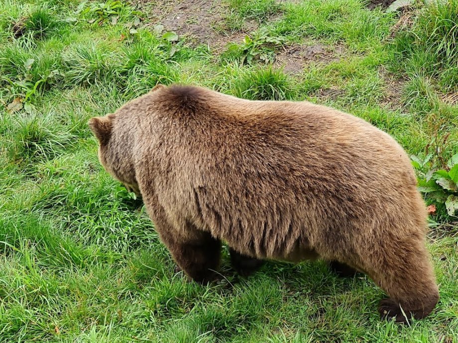 Wildpark Poing - Foto 13