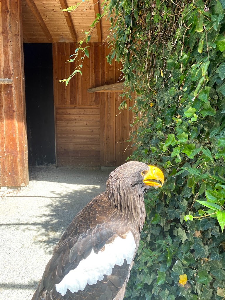 Wildpark Poing - Foto 14