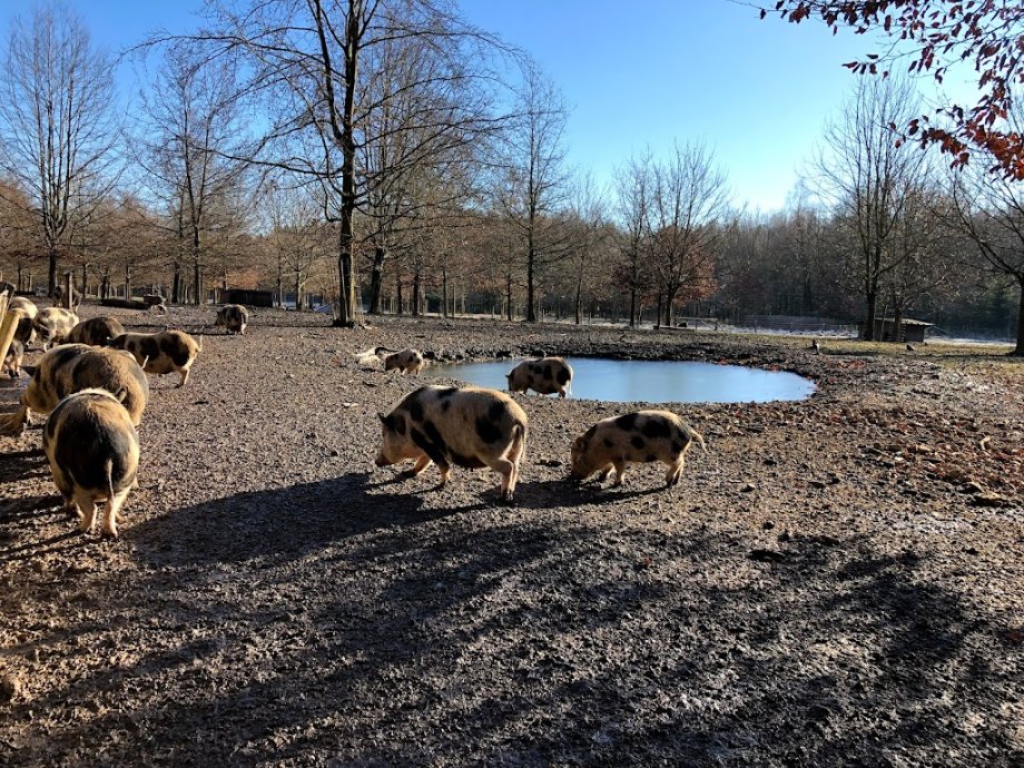 Wildpark Poing - Foto 15