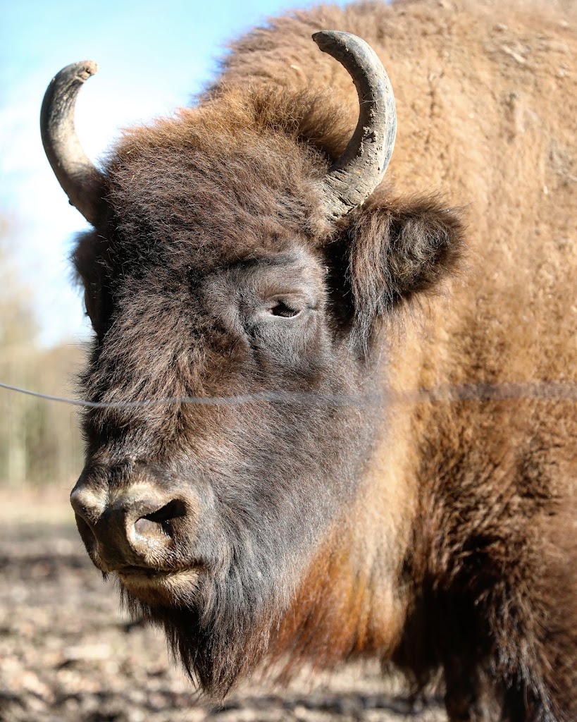 Wildpark Poing - Foto 17