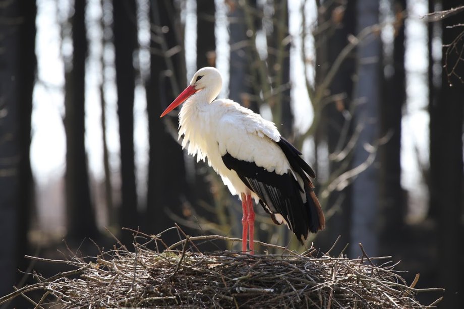 Wildpark Poing - Foto 18