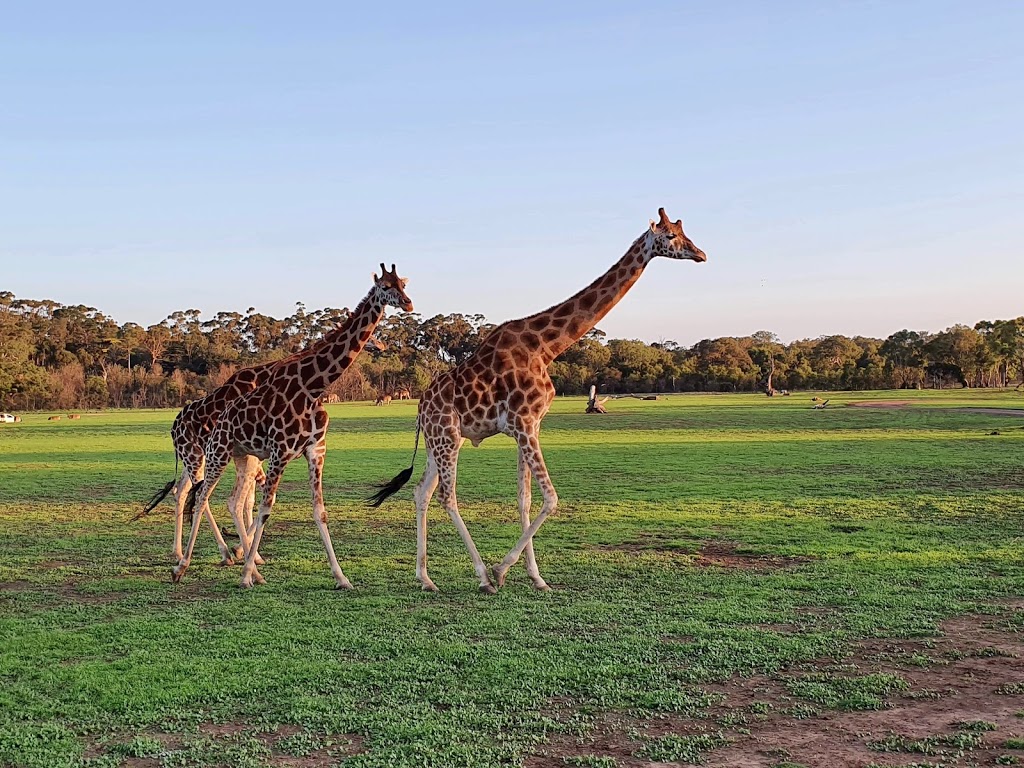 Werribee Open Range Zoo - Foto 1