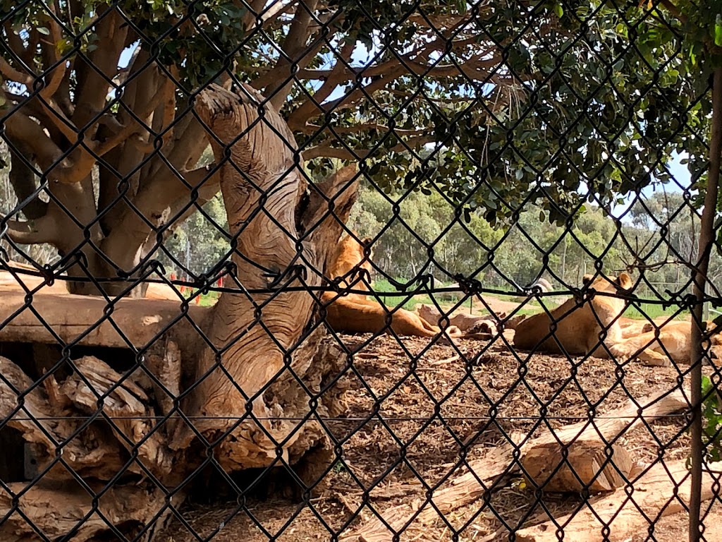 Werribee Open Range Zoo - Foto 1