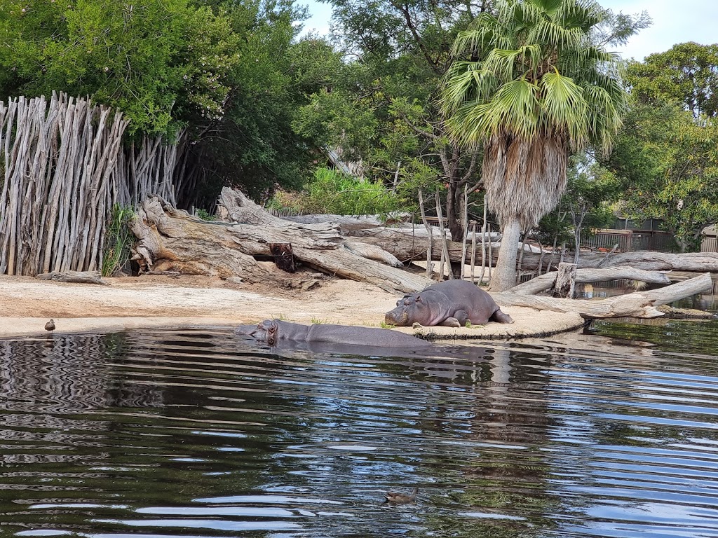 Werribee Open Range Zoo - Foto 1