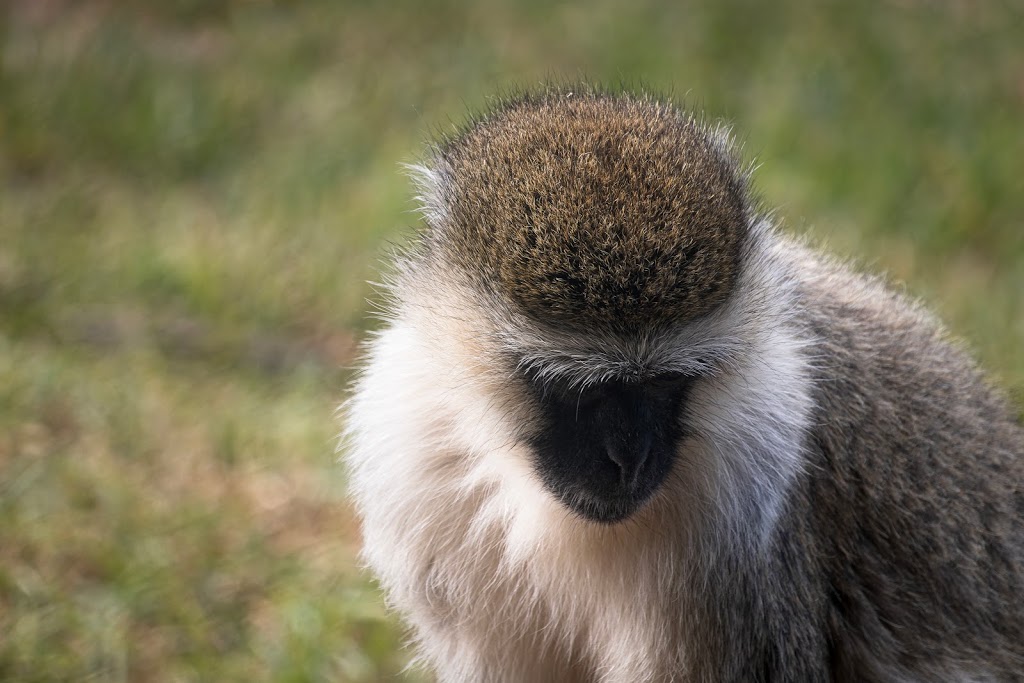 Werribee Open Range Zoo - Foto 1