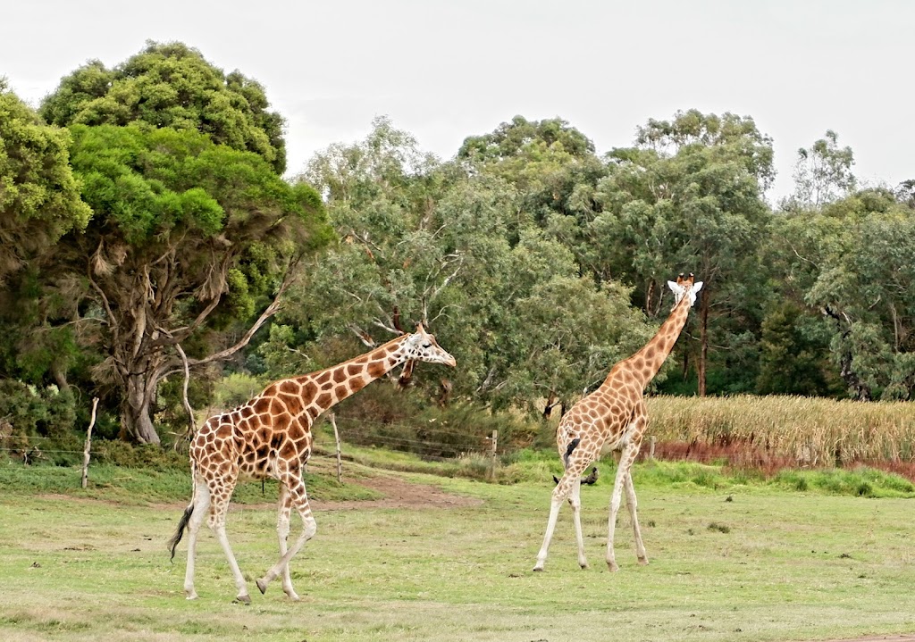 Werribee Open Range Zoo - Foto 1
