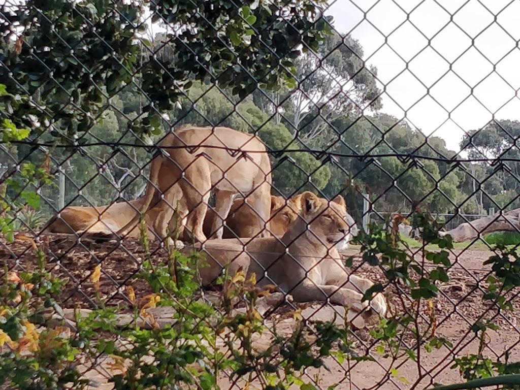 Werribee Open Range Zoo - Foto 1