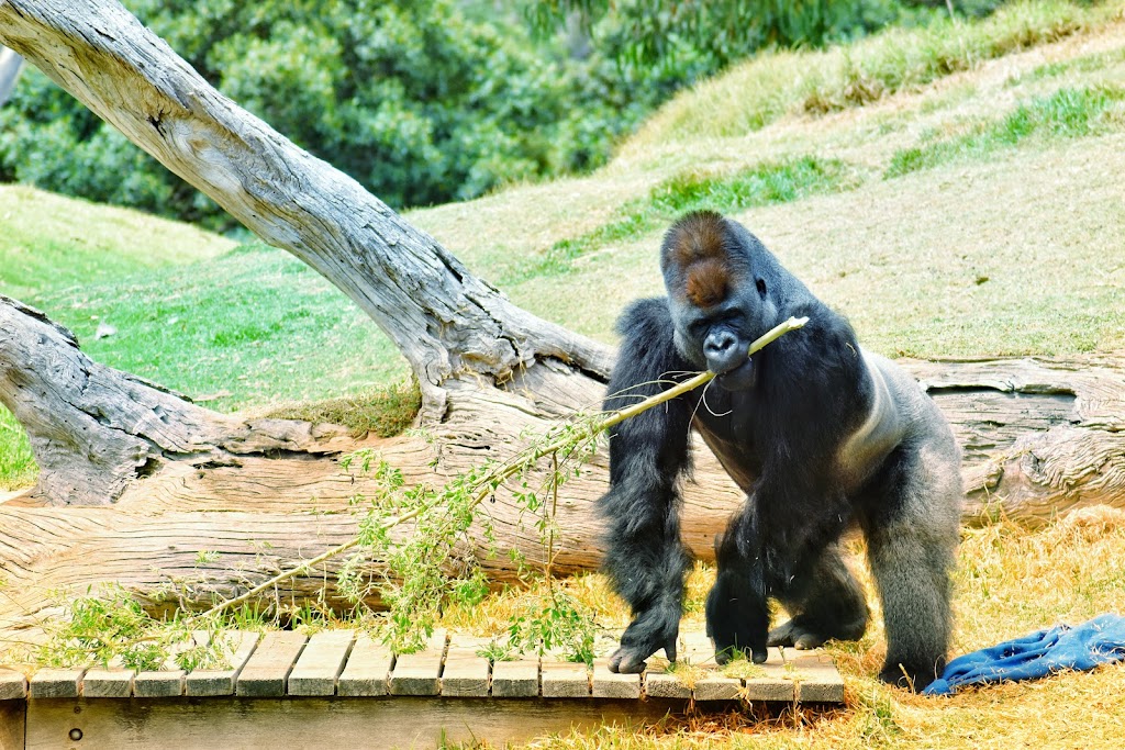 Werribee Open Range Zoo - Foto 1