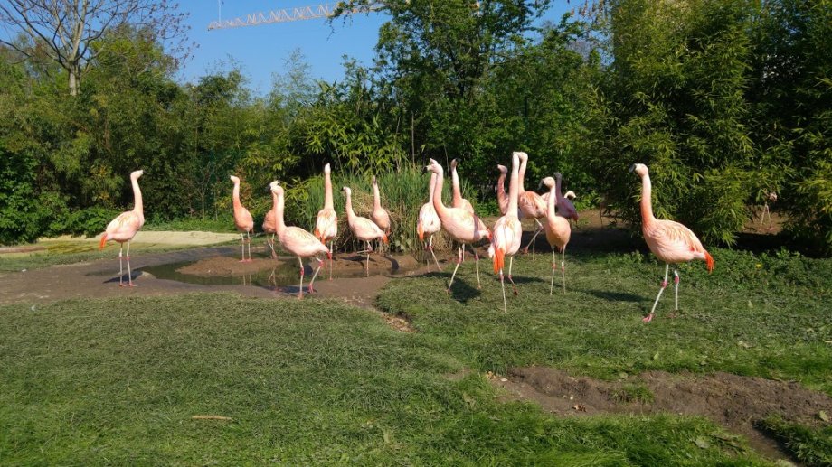 Zoo Frankfurt - Foto 3