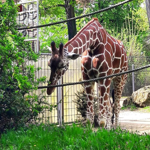 Zoo Frankfurt - Foto 4