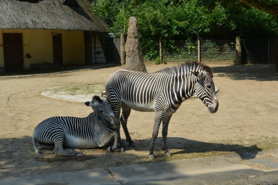 Zoo Frankfurt - Foto 5