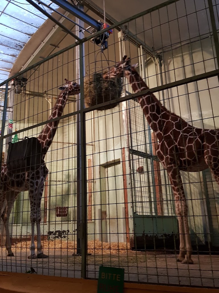 Zoo Frankfurt - Foto 6