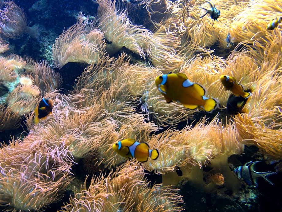 Zoo Frankfurt - Foto 8