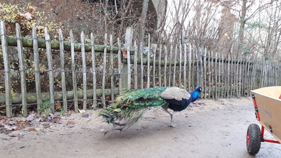 Zoo Frankfurt - Foto 10