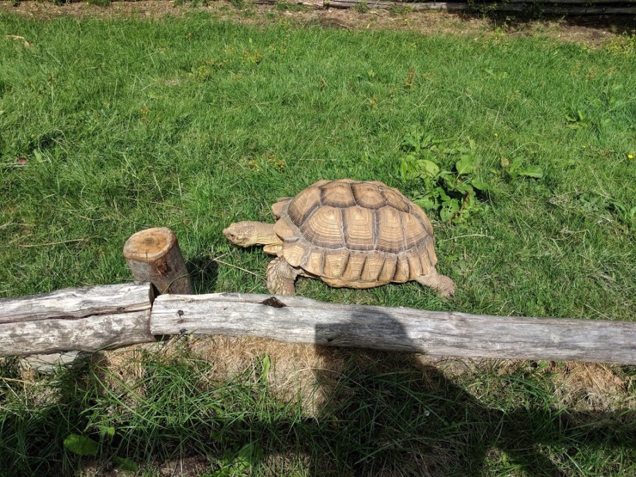 Hobbledown Adventure Farm Park and Zoo - Foto 5