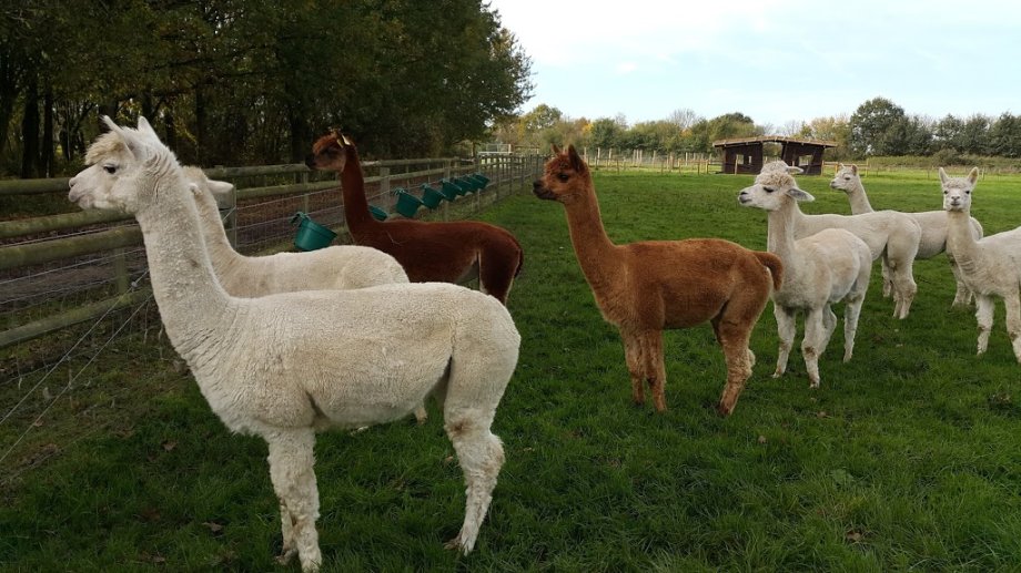 Hobbledown Adventure Farm Park and Zoo - Foto 7