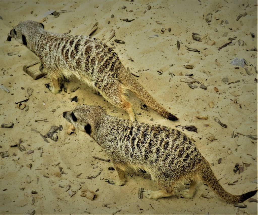 Hobbledown Adventure Farm Park and Zoo - Foto 1