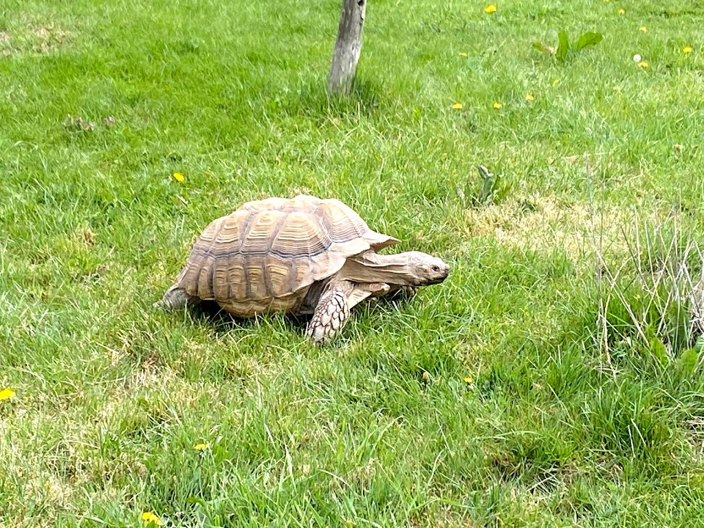 Hobbledown Adventure Farm Park and Zoo - Foto 1