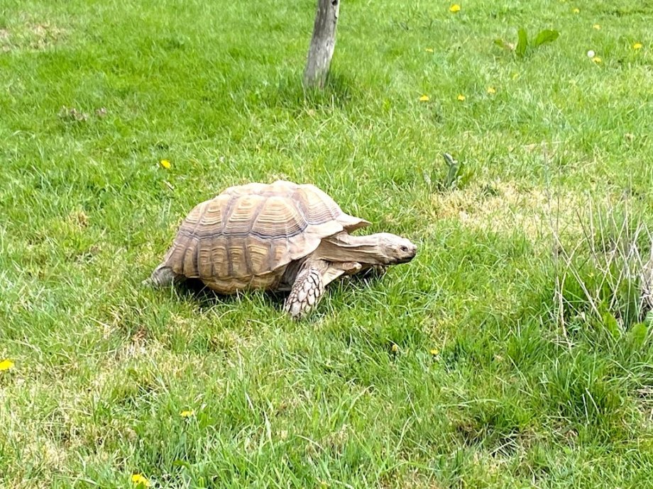 Hobbledown Adventure Farm Park and Zoo - Foto 14