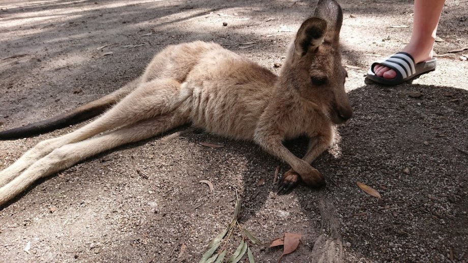 Gumbuya World - Foto 6