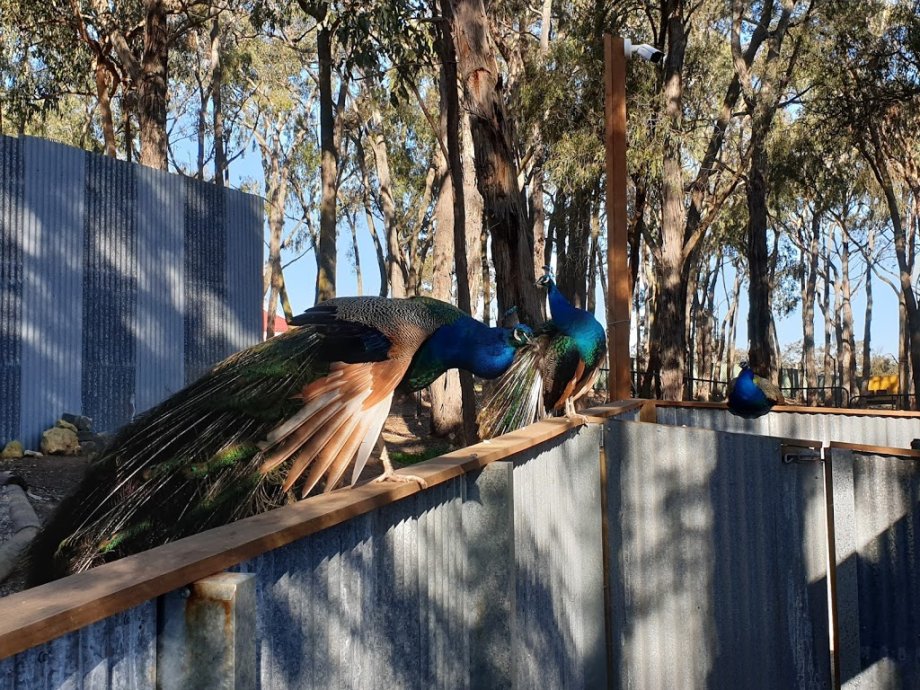 Gumbuya World - Foto 9