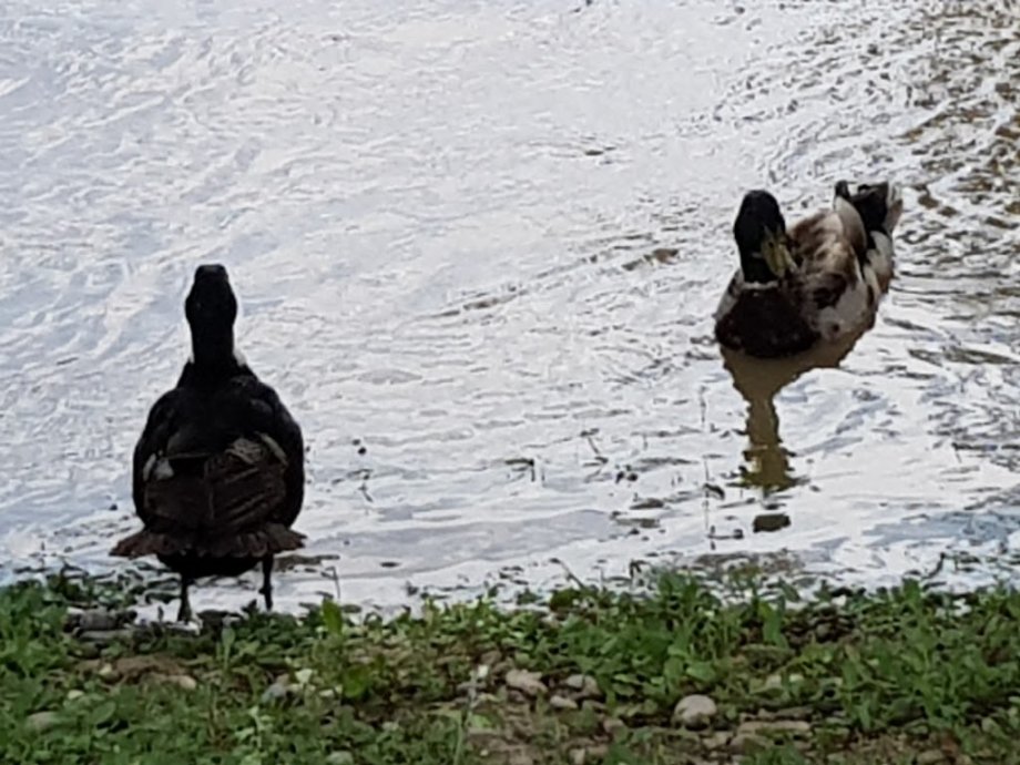 Parque de San Pablo Río Ebro - Foto 8