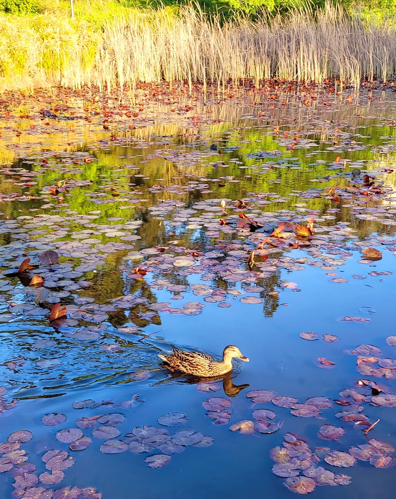 Parque dos Moinhos de Santana - Foto 6