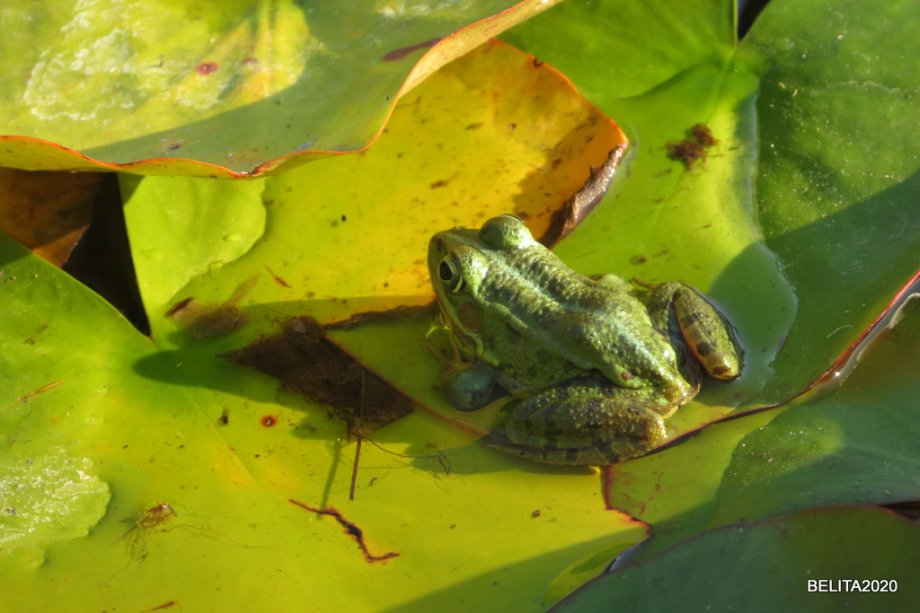 Parque dos Moinhos de Santana - Foto 16