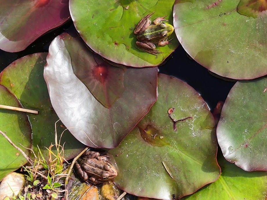 Parque dos Moinhos de Santana - Foto 11