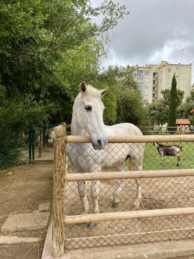 Quinta Pedagógica dos Olivais - Foto 1