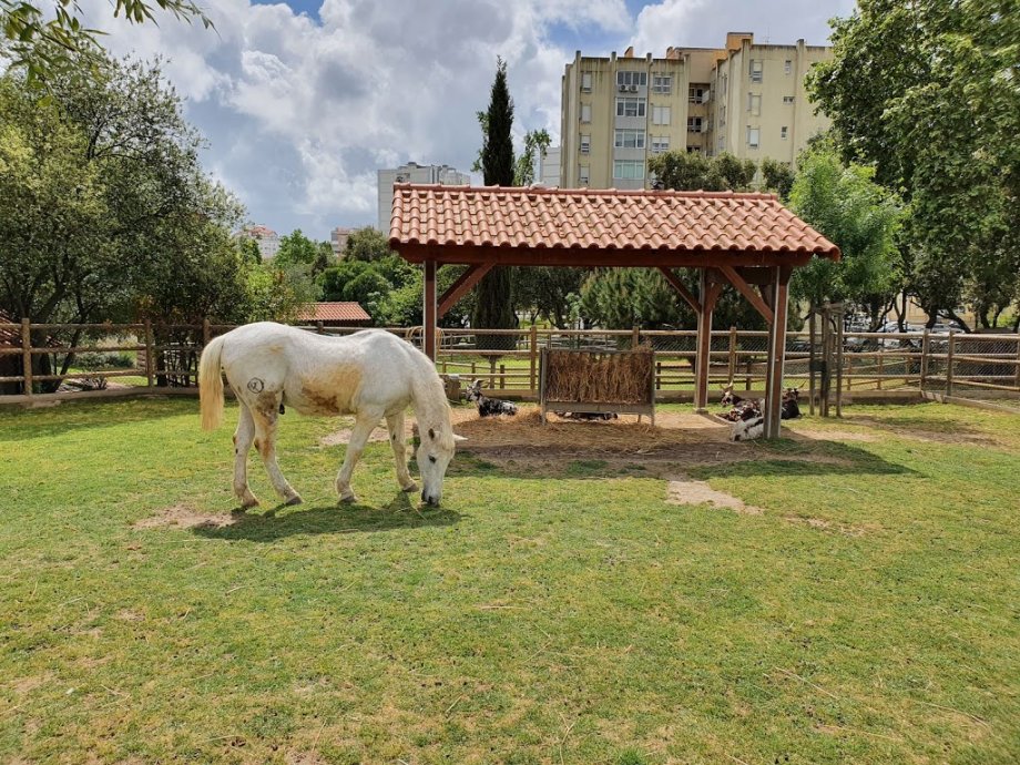 Quinta Pedagógica dos Olivais - Foto 6