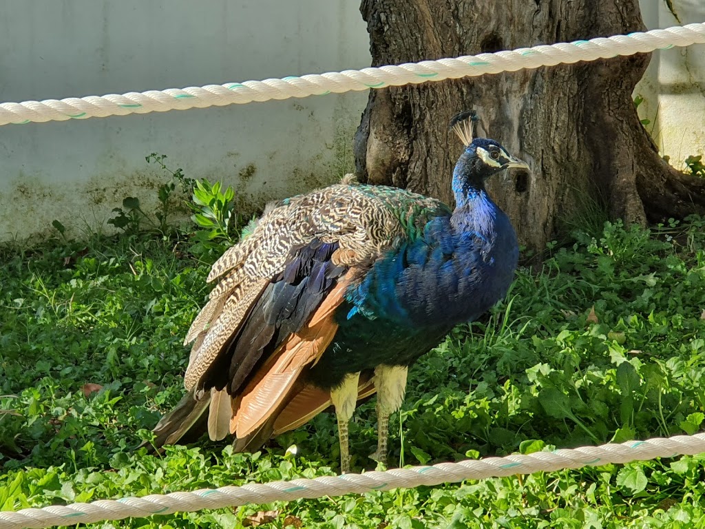 Quinta Pedagógica dos Olivais - Foto 1