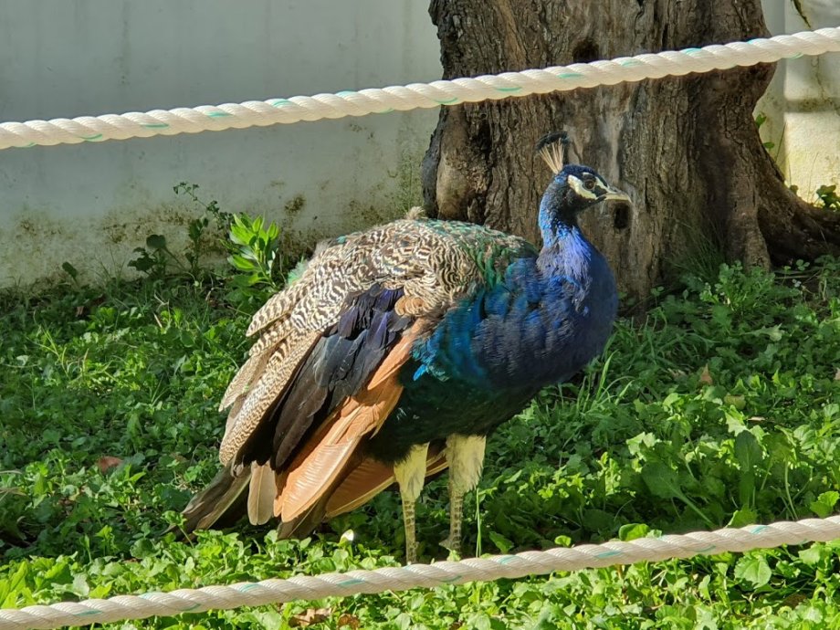 Quinta Pedagógica dos Olivais - Foto 7