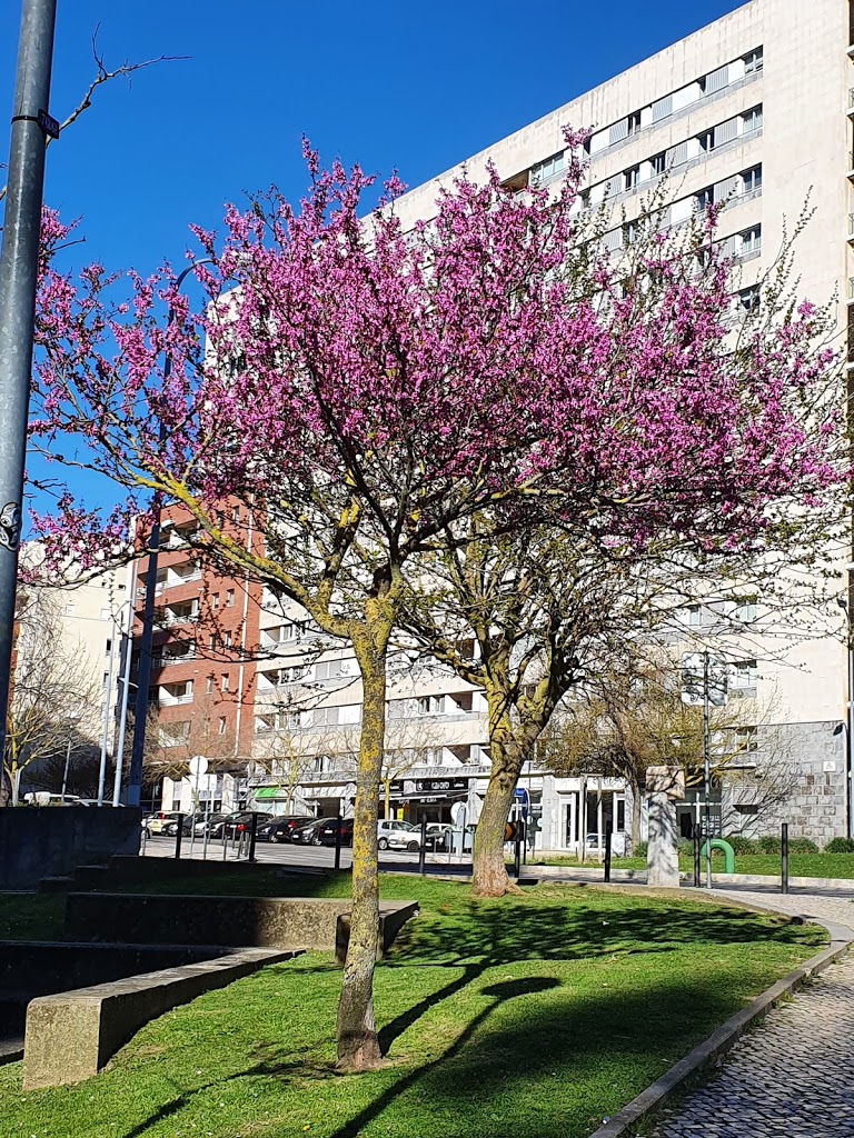 Park Quintas das Conchas e dos Lilases - Foto 1